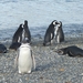 5g Isla Martillo _Magelhaenpinguins _P1000327