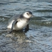 5g Isla Martillo _Magelhaenpinguins _P1000331