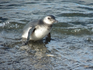 5g Isla Martillo _Magelhaenpinguins _P1000331