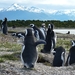 5g Isla Martillo _Magelhaenpinguins _P1000336