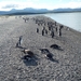 5g Isla Martillo _Magelhaenpinguins _P1060060