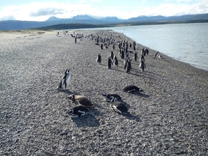 5g Isla Martillo _Magelhaenpinguins _P1060060