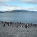 5g Isla Martillo _Magelhaenpinguins _P1060077