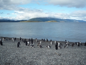 5g Isla Martillo _Magelhaenpinguins _P1060077