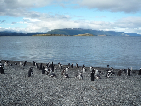 5g Isla Martillo _Magelhaenpinguins _P1060077