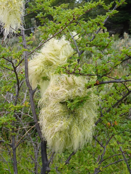 5m Tierra Del Fuego NP -Bahia La Patia -omg. _plantenpad _Barba d