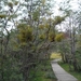 5m Tierra Del Fuego NP -Bahia La Patia -omg. _plantenpad _Myzoden
