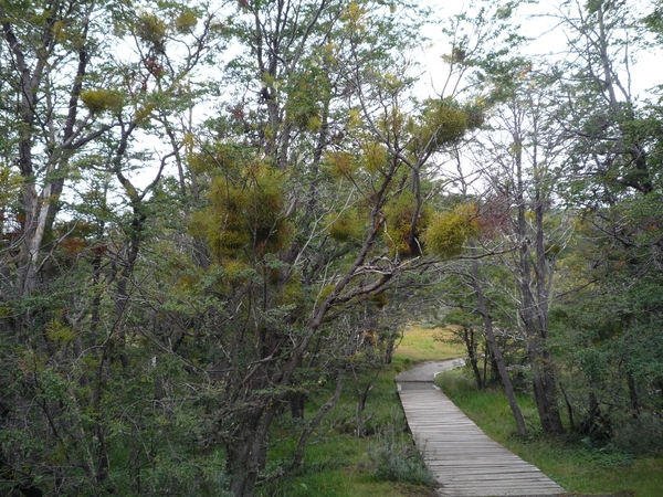 5m Tierra Del Fuego NP -Bahia La Patia -omg. _plantenpad _Myzoden