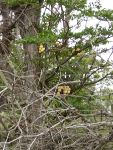 5m Tierra Del Fuego NP -Bahia La Patia -omg. _plantenpad _Pan del