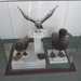 5p Ushuaia _gevangenis museum _museo de Los Presidios _P1060217