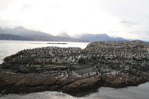 5c Beagle kanaal cruise _Isla Casco _Cormorants _EV3