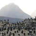 5c Beagle kanaal cruise _Isla Casco _Cormorants _EV4