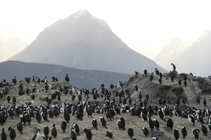 5c Beagle kanaal cruise _Isla Casco _Cormorants _EV4