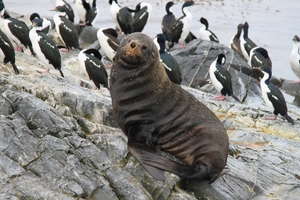 5c Beagle kanaal cruise _Isla de Los Lobos _Fur Seals EV1