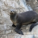 5c Beagle kanaal cruise _Isla de Los Lobos _South-American Sea Li
