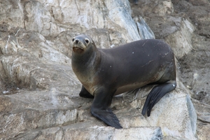 5c Beagle kanaal cruise _Isla de Los Lobos _South-American Sea Li