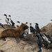 5c Beagle kanaal cruise _Isla de Los Lobos _South-American Sea Li