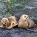 5c Beagle kanaal cruise _Isla de Los Lobos _South-American Sea Li