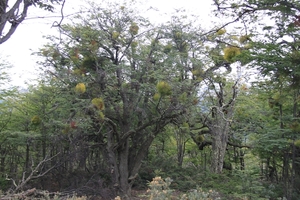 5m Tierra Del Fuego NP -Bahia La Patia -omg. _plantenpad _Barba d