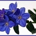 blauwe tak bloem