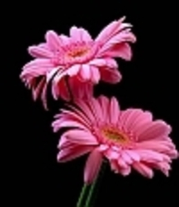 margriet