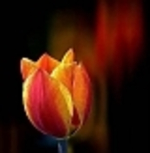 oranje tulp