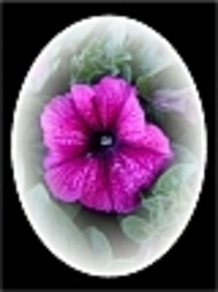 Petunia in witte cirkel