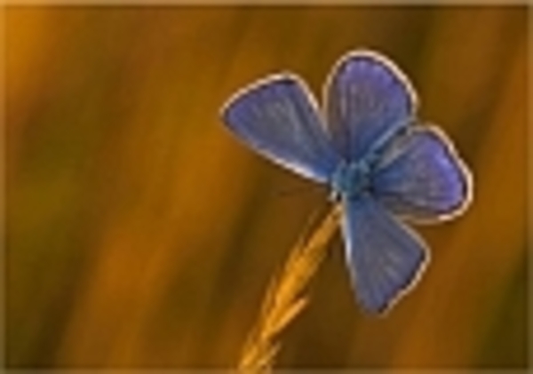 blauwe vlinder op tak