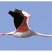 Flamingo in vlucht