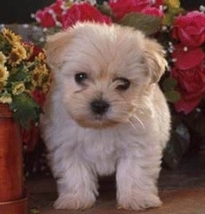 Hondje Gaston en Josfien