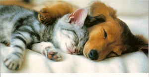 Kat en hond slapend