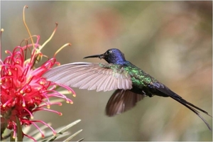 Colibri