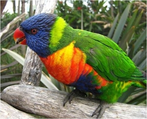 Kleurpapegaai