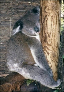 koala