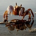 Krab