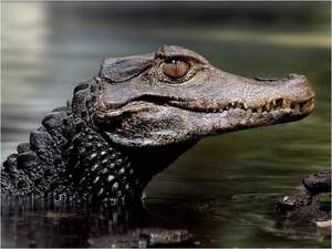 Krokodil kop