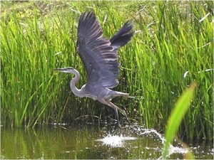 Reiger in riet