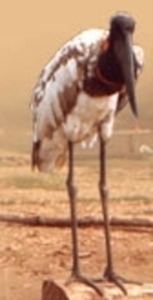 Reiger