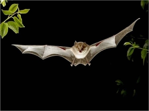 Vleermuis
