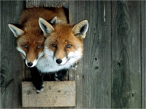 Vosjes in holle boom