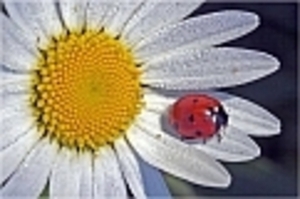 Met lieven h. beestje