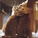 katten 4