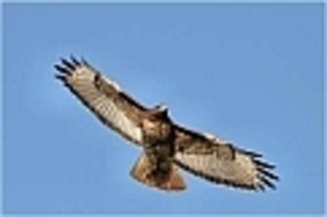 vliegende arend