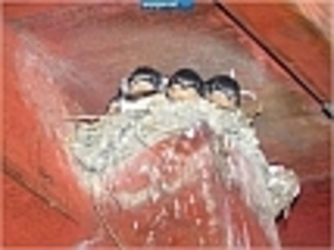 zwaluw in nest