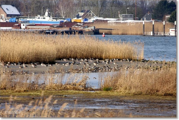 sized_Afbeelding 136