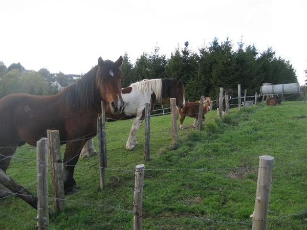Daleiden 2010 (6) (Small)