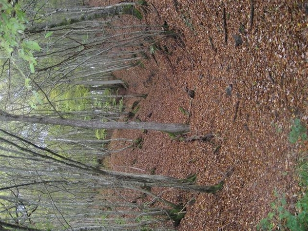 Falkenauel 2010 (4) (Small)