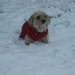 Pim in de sneeuw
