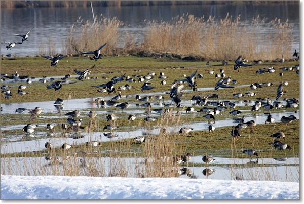 sized_Afbeelding 163