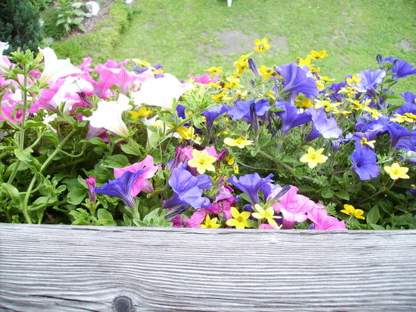 Bloemetjes op het balkon